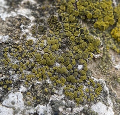 Candelariella