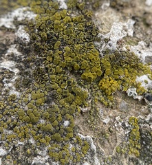Candelariella