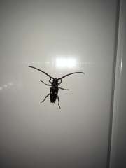 Elaphidion irroratum