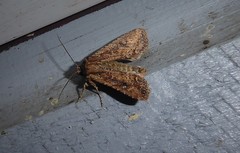 Ichneutica morosa