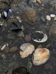 Pseudechinus magellanicus