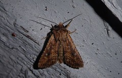 Ichneutica morosa