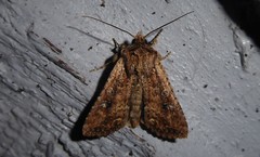 Ichneutica morosa
