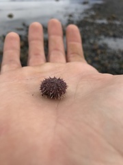 Pseudechinus magellanicus