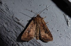 Ichneutica morosa