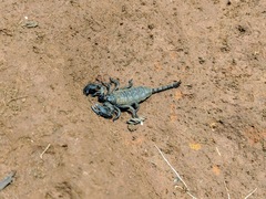 Hadogenes troglodytes