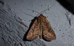 Ichneutica morosa