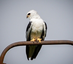 Elanus leucurus