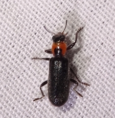 Placopterus thoracicus