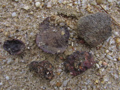 Tricholoma albobrunneum