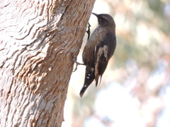 Climacteris melanurus