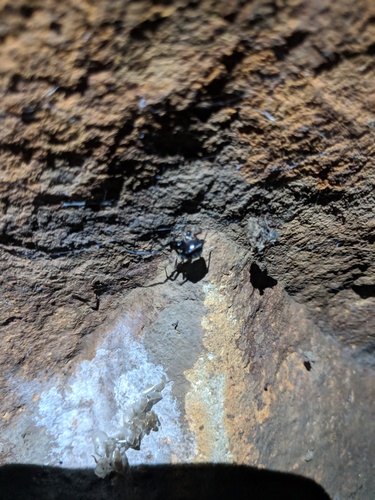 Karoo Button Spider (Latrodectus karrooensis) · iNaturalist