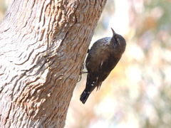 Climacteris melanurus