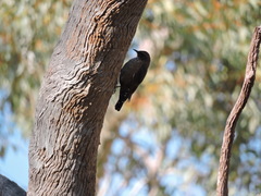 Climacteris melanurus