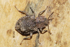 Syrphetodes marginatus
