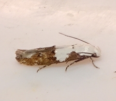 Mompha circumscriptella
