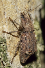 Syrphetodes marginatus