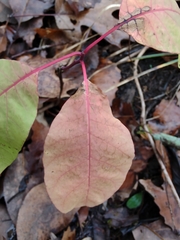 Cotinus obovatus