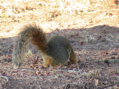 Sciurus niger