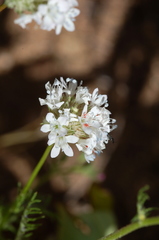 Gilia capitata abrotanifolia