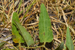 Aristolochia angustifolia