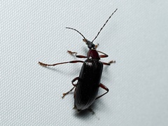 Tanychilus