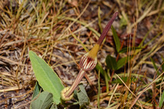 Aristolochia angustifolia
