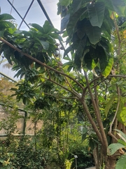 Barringtonia racemosa