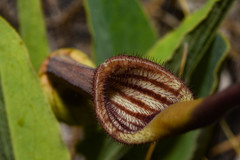 Aristolochia angustifolia