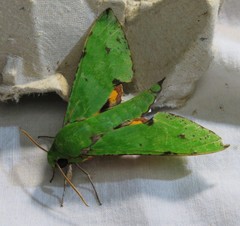 Euchloron megaera serrai