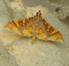 Prophantis