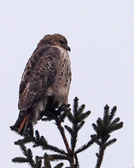 Buteo jamaicensis