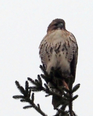 Buteo jamaicensis