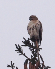 Buteo jamaicensis