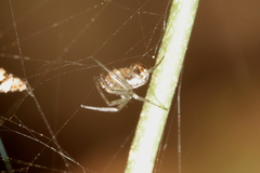 Prosoponoides sinense