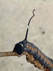 Isognathus caricae