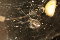 Prosoponoides sinense