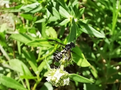 Polybia plebeja