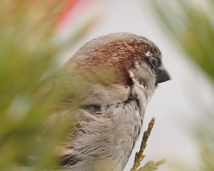 Passer domesticus