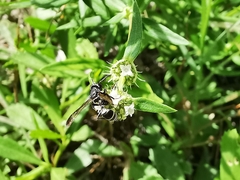 Polybia plebeja
