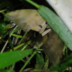 Pseudoclanis tomensis