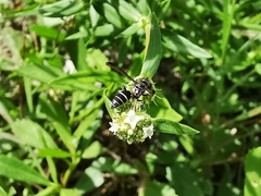 Polybia plebeja