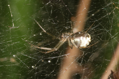 Prosoponoides sinense