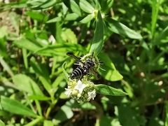 Polybia plebeja