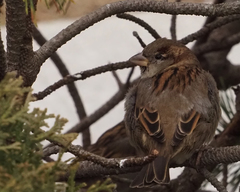 Passer domesticus