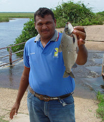 Prochilodus nigricans