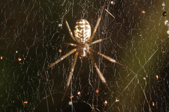 Prosoponoides sinense