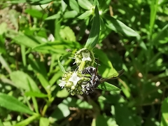 Polybia plebeja
