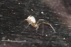 Prosoponoides sinense