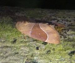 Negeta cyrtogramma